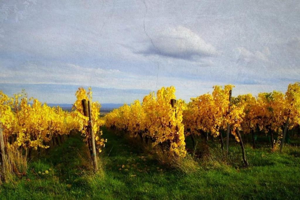 Au Petit Nid De Seebach Εξωτερικό φωτογραφία